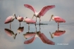 Ajaia-ajaja;Flock;Reflection;Roseate-Spoonbill;Spoonbill;avifauna;bird;birds;col